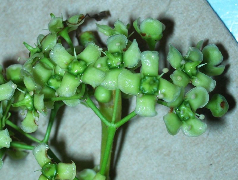 Celastraceae Celastrus 