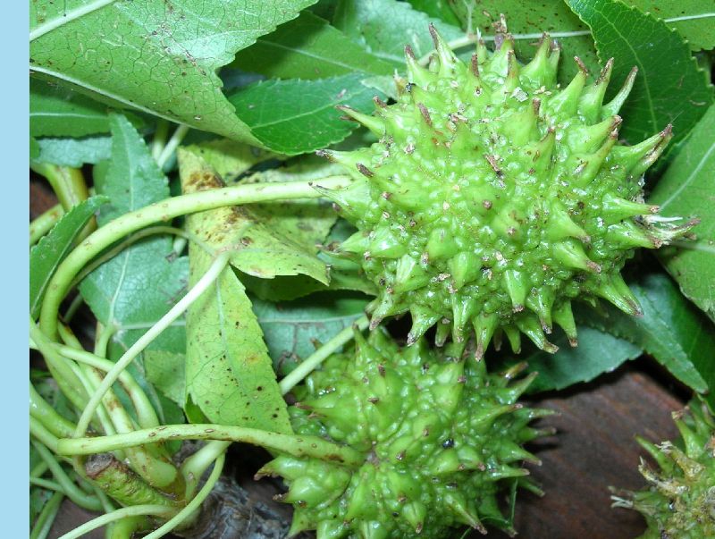 Altingiaceae Liquidambar styraciflua