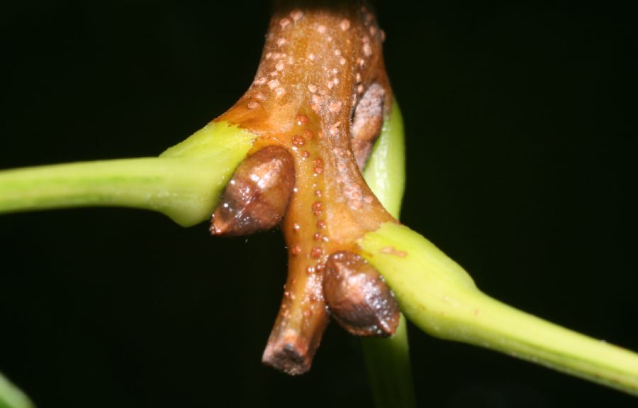 Sapindaceae Koelreuteria paniculata