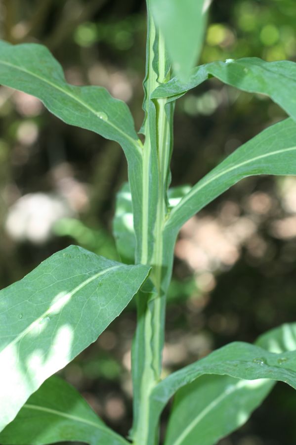 Asteraceae Boltonia decurrens