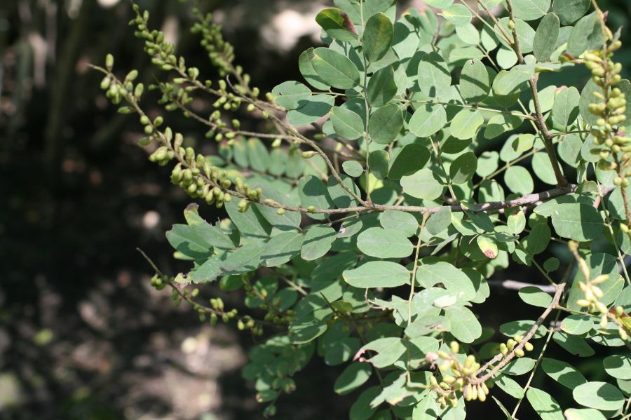 Fabaceae Amorpha ouachitensis
