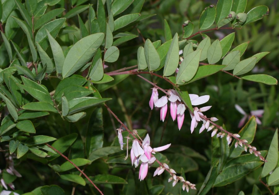 Fabaceae Indigofera kirilowii