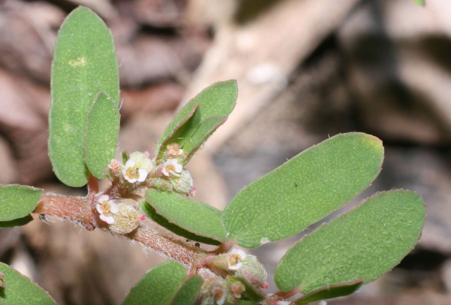 Euphorbiaceae Euphorbia supina