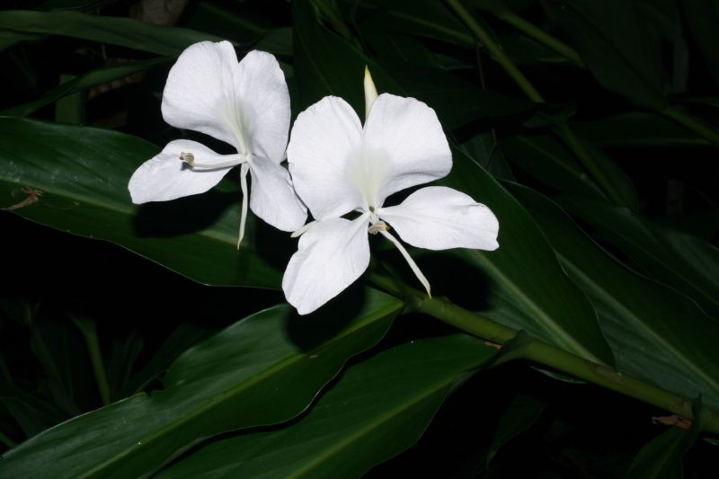 Zingiberaceae Hedychium coronarium