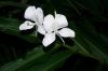 image of Hedychium coronarium