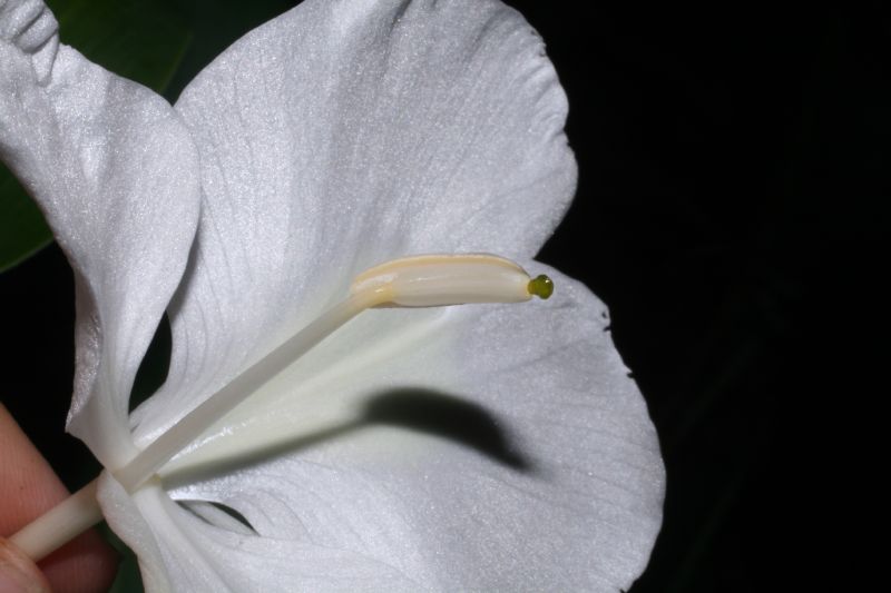 Zingiberaceae Hedychium coronarium