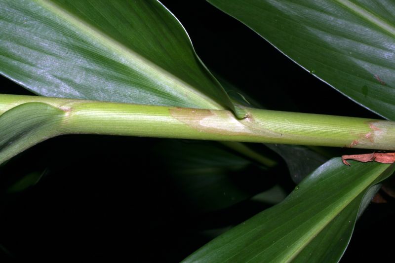 Zingiberaceae Hedychium coronarium