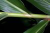 image of Hedychium coronarium