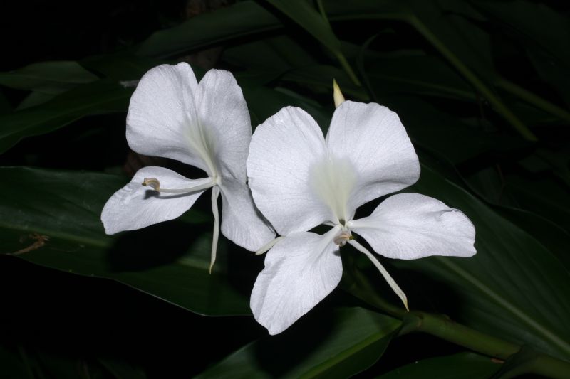 Zingiberaceae Hedychium coronarium