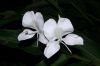 image of Hedychium coronarium