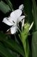 image of Hedychium coronarium