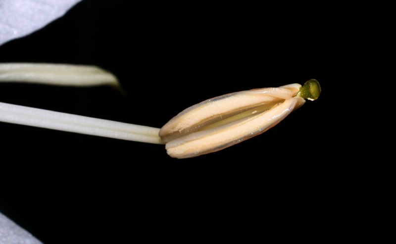 Zingiberaceae Hedychium coronarium