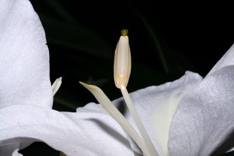 Zingiberaceae Hedychium coronarium