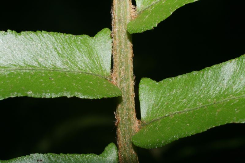 Nephrolepidaceae Nephrolepis brownii