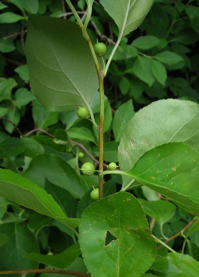 Celastraceae Celastrus orbiculatus