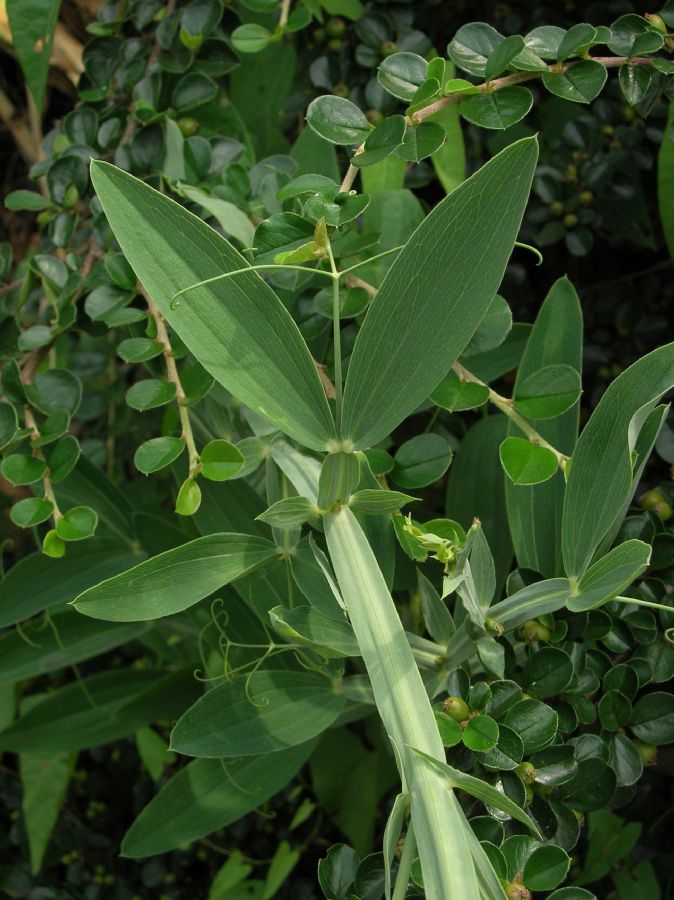 Fabaceae Lathyrus 
