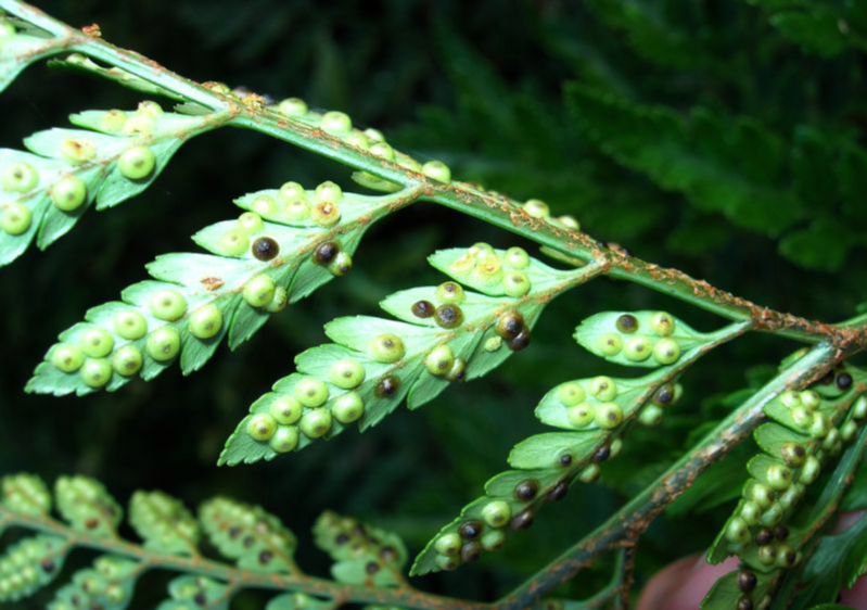 Dryopteridaceae Rumohra adiantifolia