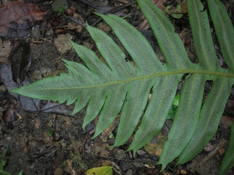 Athyriaceae Diplazium matamense