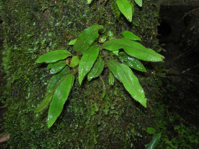 Dryopteridaceae Elaphoglossum costaricense