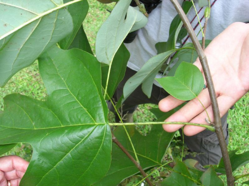 Magnoliaceae Liriodendron 