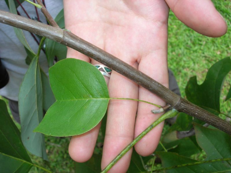Magnoliaceae Liriodendron 