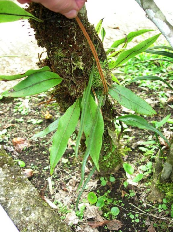 Polypodiaceae Pleopeltis weisbauriana