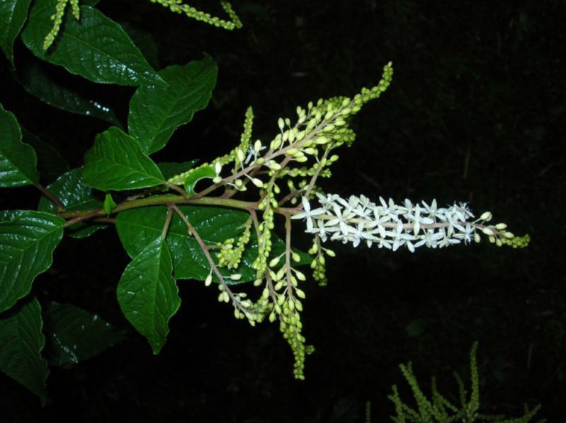 Phytolaccaceae Petiveria alliacea
