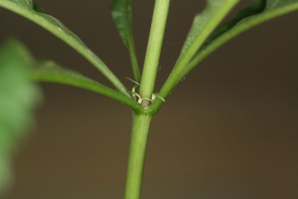 Asteraceae Eupatorium purpureum