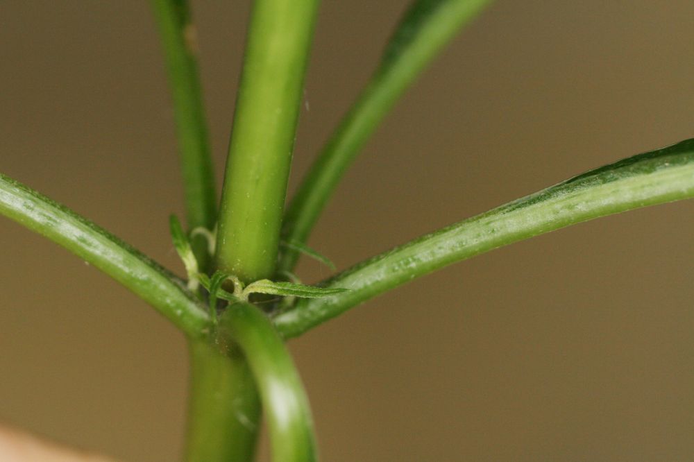 Asteraceae Eupatorium purpureum