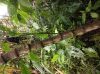 image of Piper auritum