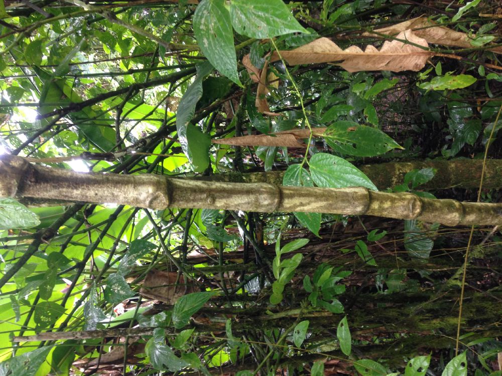 Piperaceae Piper auritum