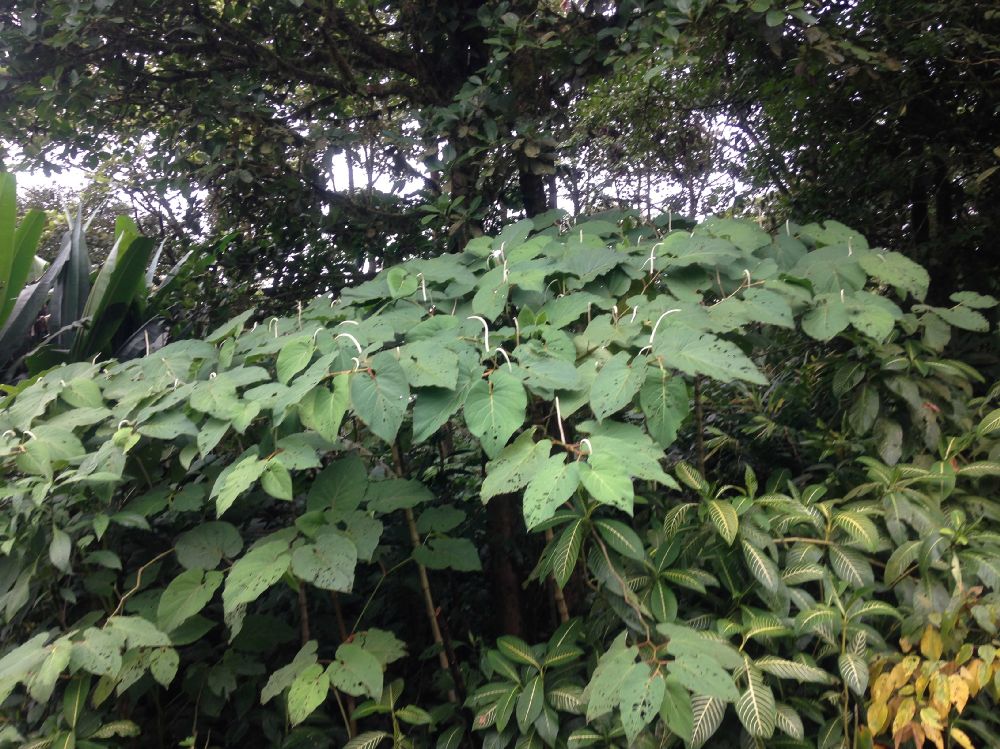 Piperaceae Piper auritum