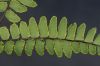 image of Adiantum latifolium