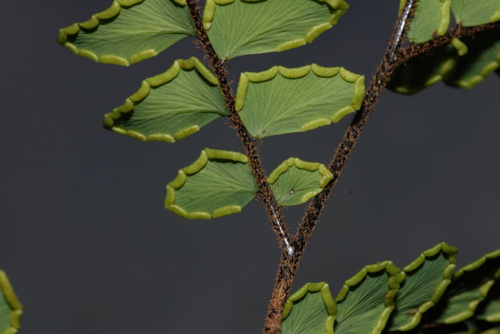 Pteridaceae Adiantum latifolium