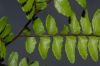 image of Adiantum latifolium