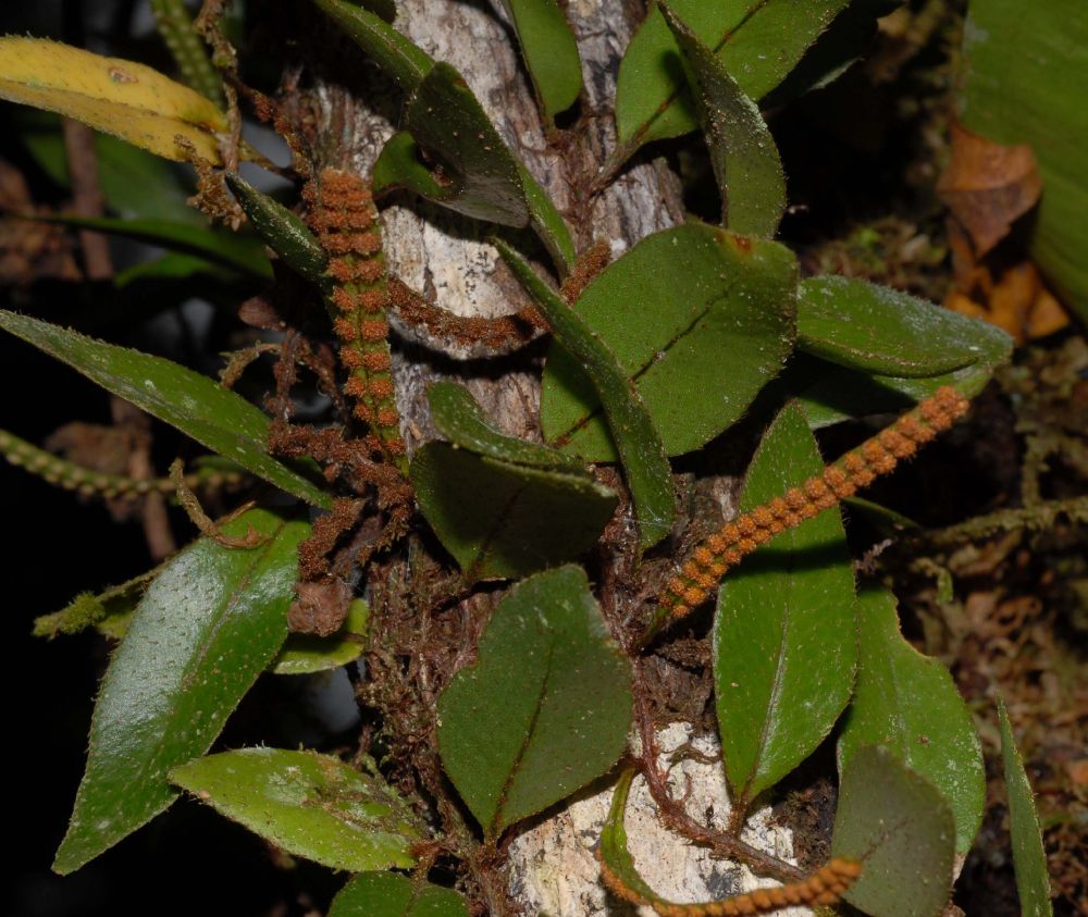 Polypodiaceae Microgramma reptans