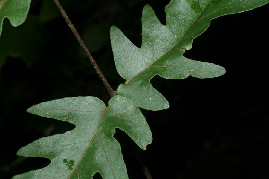 Tectariaceae Tectaria athyrioides