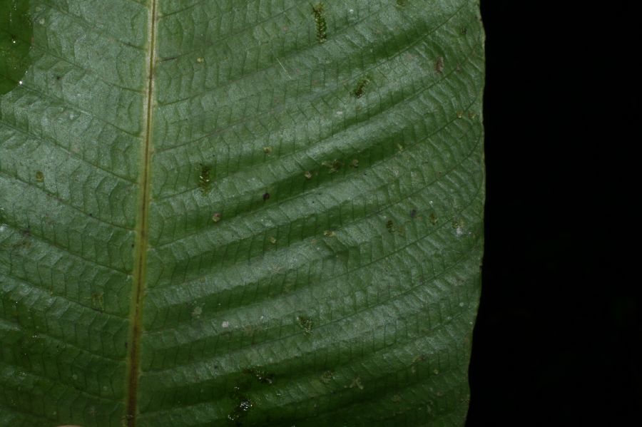 Thelypteridaceae Meniscium lingulatum