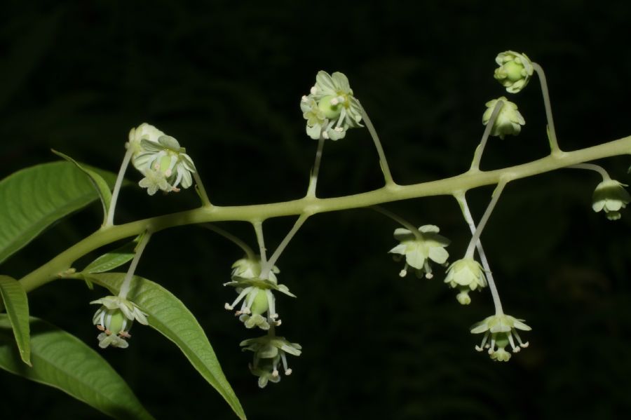 Tovariaceae Tovaria 