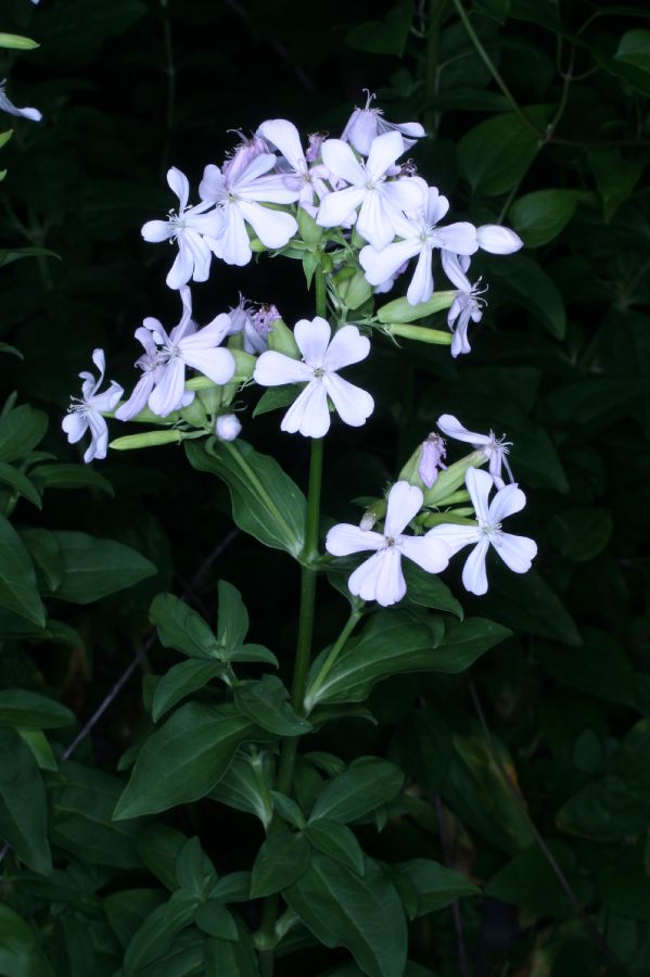 Caryophyllaceae Saponaria officinalis