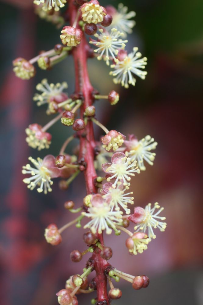 Euphorbiaceae Codiaeum variegatum