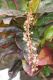 image of Codiaeum variegatum