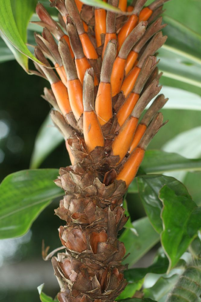 Costaceae Dimerocostus strobilaceus