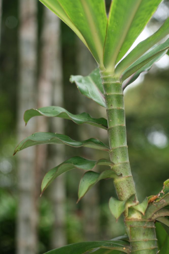 Costaceae Dimerocostus strobilaceus