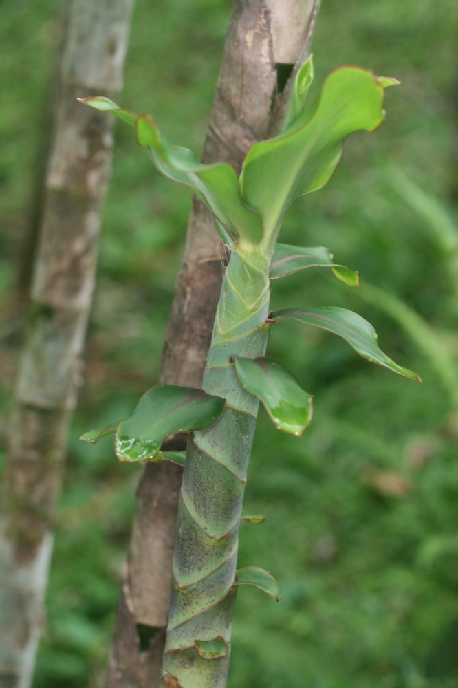 Costaceae Dimerocostus strobilaceus