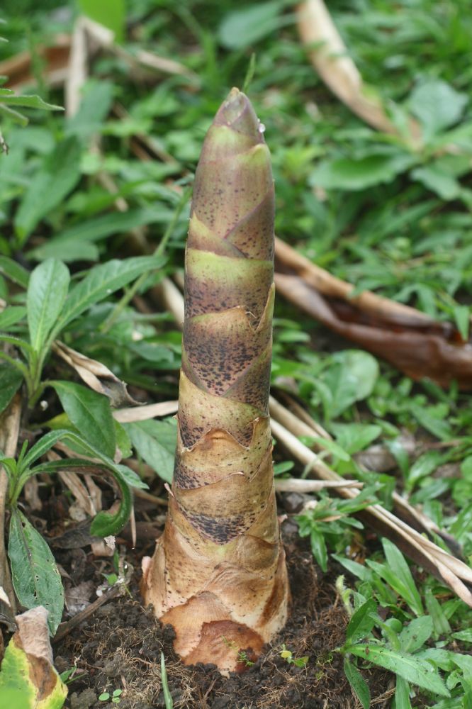 Costaceae Dimerocostus strobilaceus