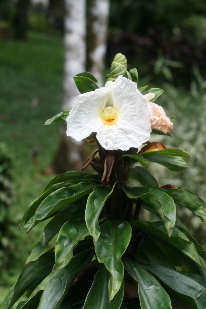 Costaceae Dimerocostus strobilaceus