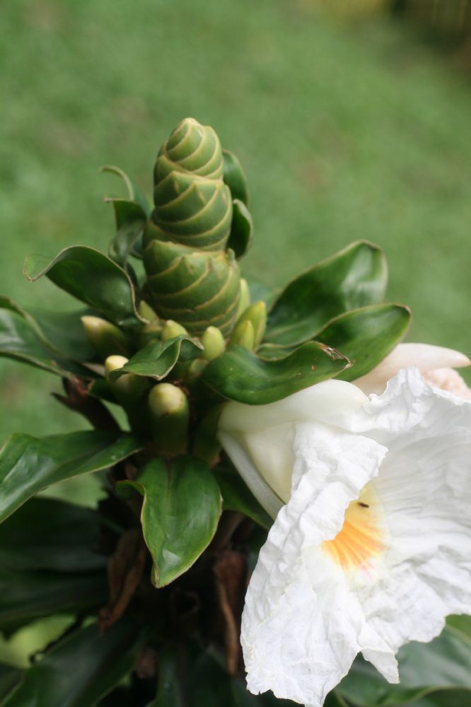 Costaceae Dimerocostus strobilaceus