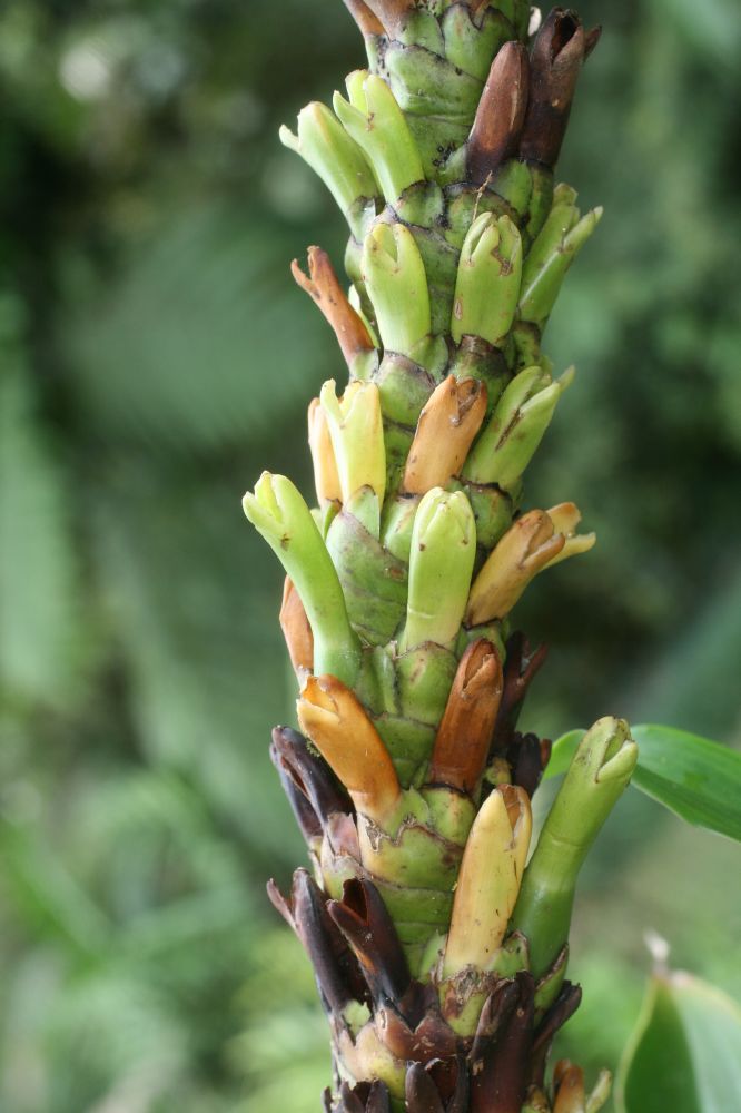 Costaceae Dimerocostus strobilaceus