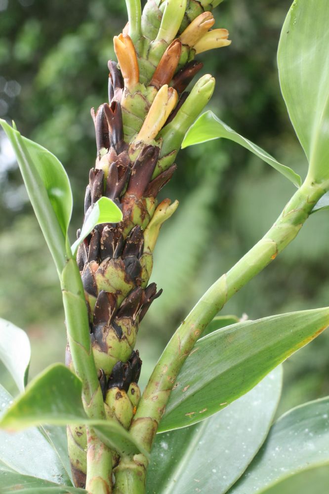 Costaceae Dimerocostus strobilaceus